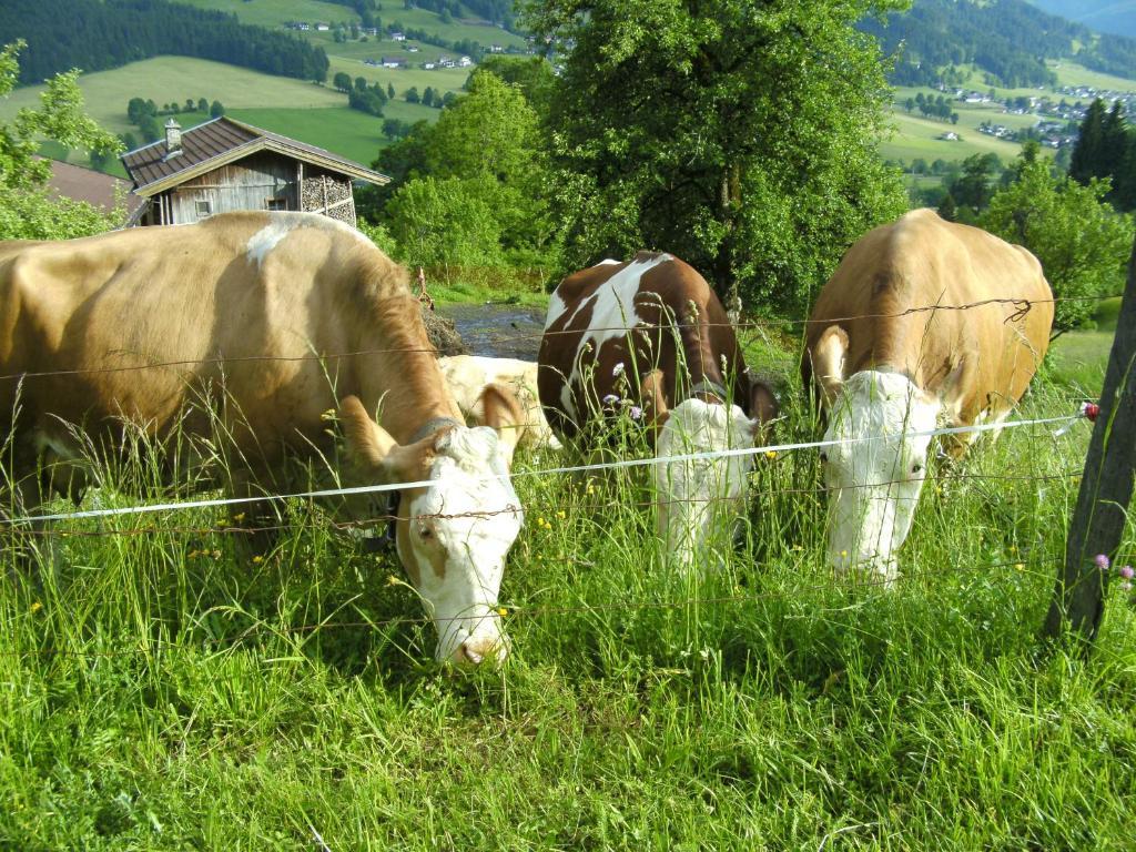 Bauernhof Hundbichl Villa Brixen im Thale Kültér fotó